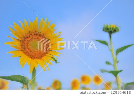 在夏天藍天的向日葵 129954618