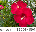 大芙蓉花 129954696