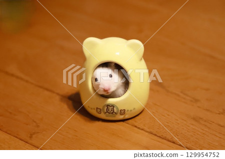 Cute golden hamster (dalmatian) 129954752