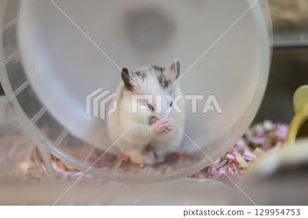 Cute golden hamster (dalmatian) 129954753