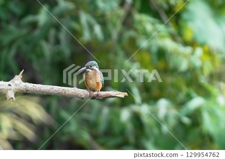 翠鳥棲息在樹枝上 129954762