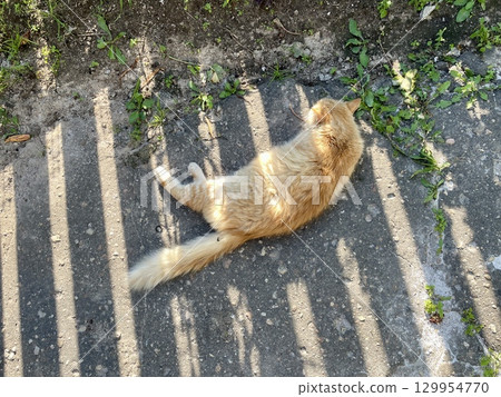 Orange Cat Relaxing in Sunlight on Concrete Orange Cat Relaxing in Sunlight on Concrete 129954770
