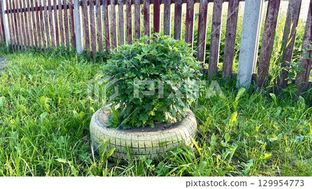 Bush Planted in Tire Planter Near Wooden Fence Bush Planted in Tire Planter Near Wooden Fence 129954773