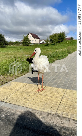 Stork standing on a sidewalk with a house and green grass in the background 129954777
