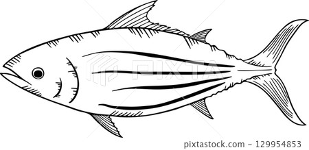 Sketch of bonito monochrome illustration Sketch of bonito monochrome illustration 129954853