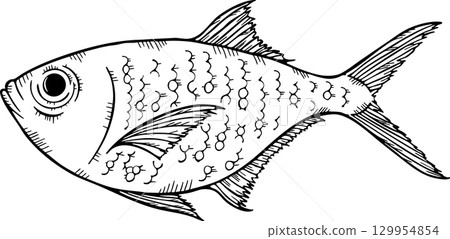 金眼鯛單色插圖的草圖 129954854