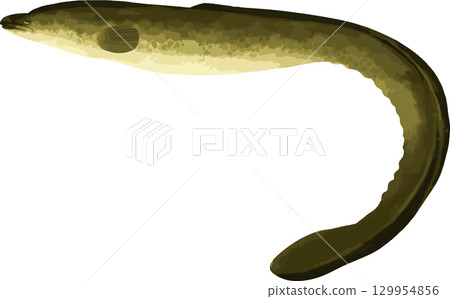 手繪鰻魚插圖 手繪鰻魚插圖 129954856