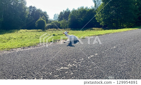 Goat resting on a road next to the green meadow 129954891