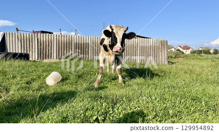 Cow in a grassy field under a clear blue sky 129954892