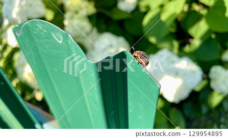 Colorado potato beetle on a green metal surface with white flowers in the background Colorado potato beetle on a green metal surface with white flowers in the background 129954895