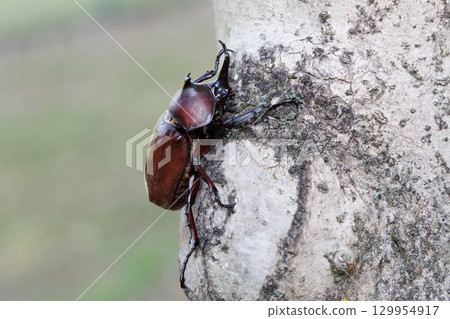 A beetle climbing a tree 129954917