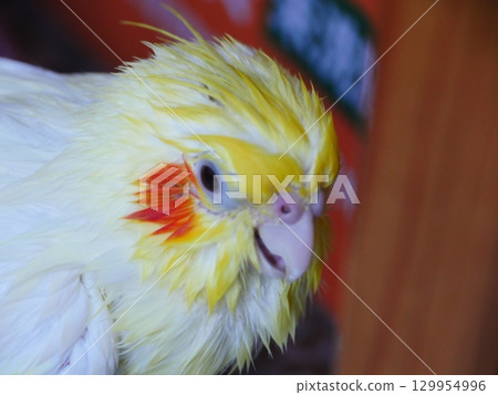 Cockatiel 129954996