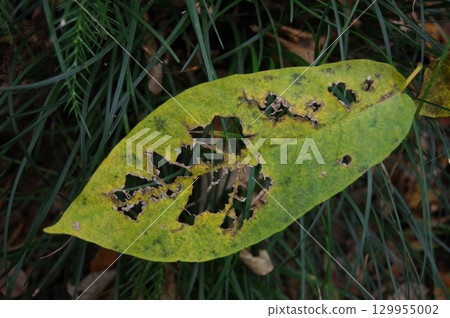 Traces of damage caused by monarch butterfly larvae 129955002
