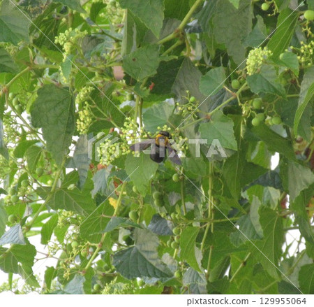 木蜂從花朵中採集花蜜 木蜂從花朵中採集花蜜 129955064