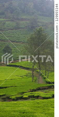 Tea plantation in mountains Tea plantation in mountains 129955144