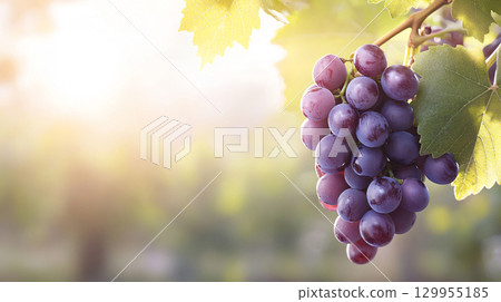 Grapes on a vine at sunset. organic agriculture farm. AI Generated. 129955185