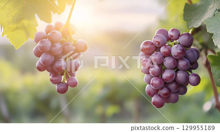 Grapes on a vine at sunset. organic agriculture farm. AI Generated. 129955189
