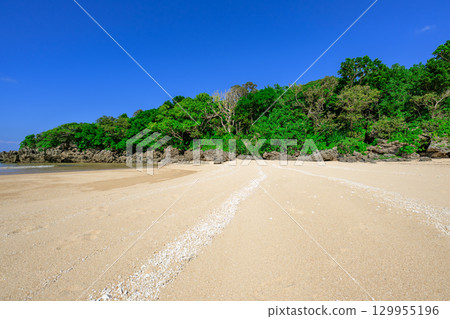 Ishigaki Island's Crystal Beach is a beautiful white sand beach strewn with seashells Ishigaki Island's Crystal Beach is a beautiful white sand beach strewn with seashells 129955196
