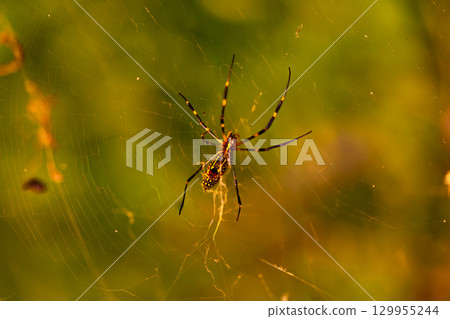 Colorful nephila clavata spider on its web. South Korea. 129955244