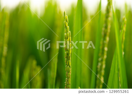 Rice. A large area of rice seedlings growing in the fields of Korea. Rice. A large area of rice seedlings growing in the fields of Korea. 129955261