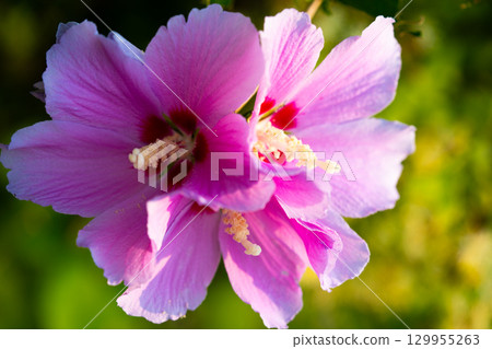 Mugunghwa, rose of the Sharon, hibiscus syriacus flower, South Korea. 129955263