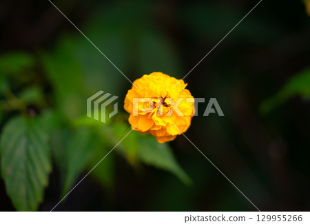 Japanese Keria flowers. Rosaceae deciduous flowering shrub. Yellow flowers Japanese Keria flowers. Rosaceae deciduous flowering shrub. Yellow flowers 129955266
