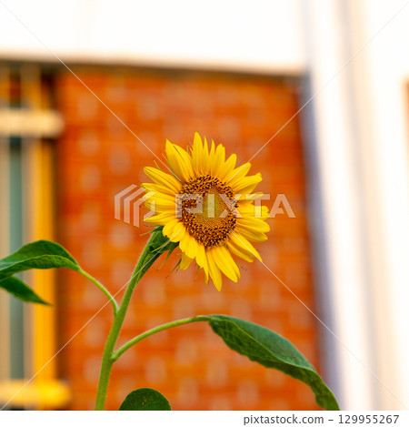Bright Sunflower Flower: Close-up of a sunflower. Summer time. Helianthus annuus 129955267