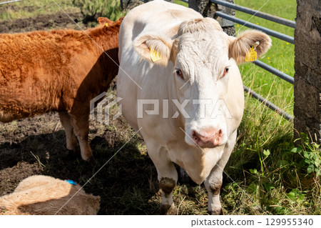Close up of a white cow 129955340