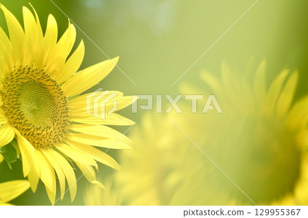 沐浴在夏日陽光下的向日葵-溫暖又舒適 沐浴在夏日陽光下的向日葵-溫暖又舒適 129955367