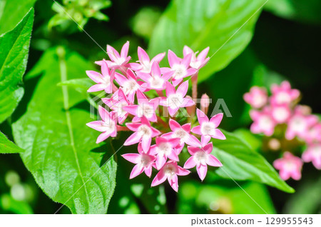 Pentas lanceolata , Egyptian star cluster or RUBIACEAE or Egyptian starcluster or Starflower or pink flower Pentas lanceolata , Egyptian star cluster or RUBIACEAE or Egyptian starcluster or Starflower or pink flower 129955543