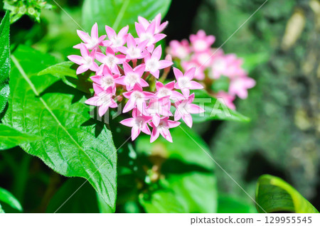 Pentas lanceolata , Egyptian star cluster or RUBIACEAE or Egyptian starcluster or Starflower or pink flower Pentas lanceolata , Egyptian star cluster or RUBIACEAE or Egyptian starcluster or Starflower or pink flower 129955545