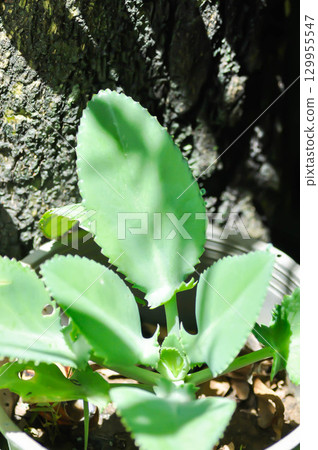 Bryophyllum pinnatum, Crassulaceae or Devils Backbone or Kalanchoe pinnata or Mother of Thousand or Kalanchoe laetivirens or Big Momma 129955547