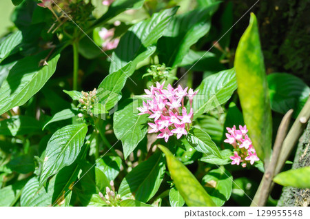 Pentas lanceolata , Egyptian star cluster or RUBIACEAE or Egyptian starcluster or Starflower or pink flower Pentas lanceolata , Egyptian star cluster or RUBIACEAE or Egyptian starcluster or Starflower or pink flower 129955548