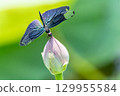 蝴蝶蜻蜓 129955584