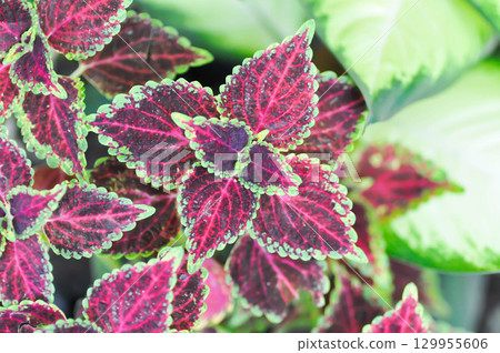 Coleus, Labiatae, Lamiaceae or Painted Nettle or Plectranthus scutellarioides or Solenostemon scutellarioides or red plant Coleus, Labiatae, Lamiaceae or Painted Nettle or Plectranthus scutellarioides or Solenostemon scutellarioides or red plant 129955606