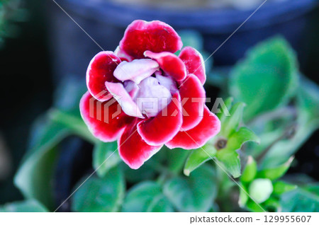 Gloxinia, , Gesneriaceae or red flower or Sinningia speciosa Gloxinia, , Gesneriaceae or red flower or Sinningia speciosa 129955607