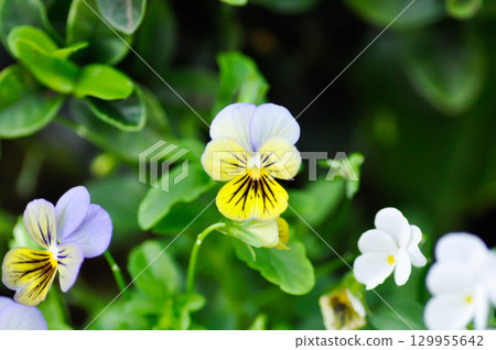 Pansies, Pansy or Viola or Viola cornuta or Viola lutea or Viola x wittrockiana Pansies, Pansy or Viola or Viola cornuta or Viola lutea or Viola x wittrockiana 129955642