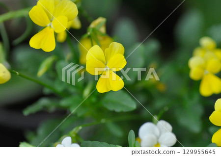 Yellow Pansy or Viola cornuta or Penny Yellow or Viola cornuta Penny Yellow or Pansies or Pansy or Viola or Viola cornuta or Viola lutea or Viola x wittrockiana flower Yellow Pansy or Viola cornuta or Penny Yellow or Viola cornuta Penny Yellow or Pansies or Pansy or Viola or Viola cornuta or Viola lutea or Viola x wittrockiana flower 129955645