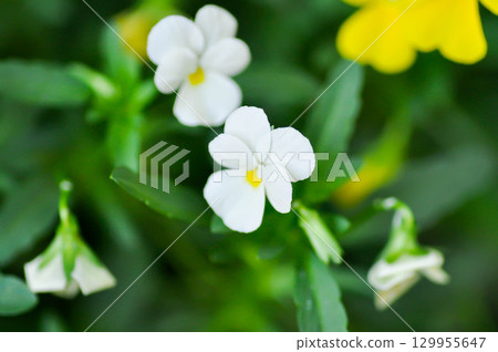 Pansies, Pansy or Viola or Viola cornuta or  Viola lutea or Viola x wittrockiana flower or white pansy flower 129955647