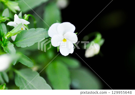Pansies, Pansy or Viola or Viola cornuta or  Viola lutea or Viola x wittrockiana flower or white pansy flower 129955648