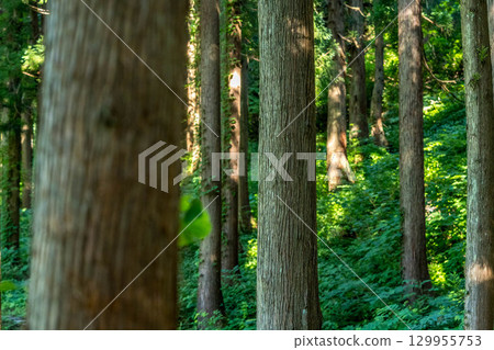 In the morning cedar forest ~Forest~ In the morning cedar forest ~Forest~ 129955753