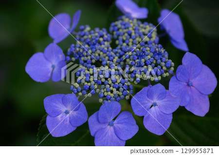 Beautiful hydrangea flowers blooming during the rainy season 129955871