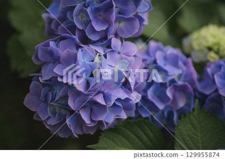 梅雨季節盛開的手鞠繡球花 129955874