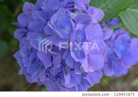 明亮的繡球花 明亮的繡球花 129955875
