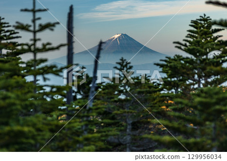 Mount Fuji towering over the forest 129956034