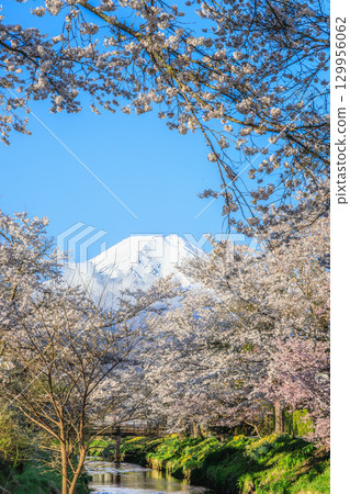 新那莊川與櫻花交相輝映的富士山 新那莊川與櫻花交相輝映的富士山 129956062