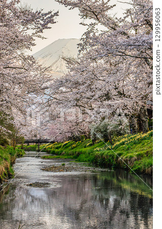 Shinnasho River and Mount Fuji in full bloom in spring 129956063