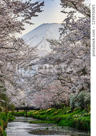 Spectacular views of cherry blossoms and Mt. Fuji from the Shinnasho River Spectacular views of cherry blossoms and Mt. Fuji from the Shinnasho River 129956065