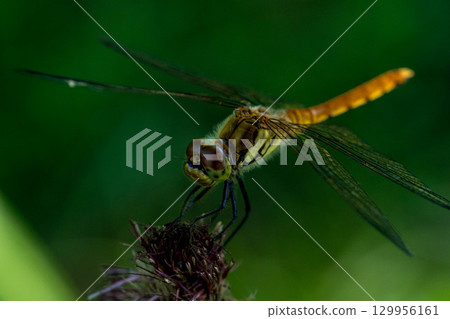 Red dragonfly (yellow dragonfly) in the shade of a tree 129956161