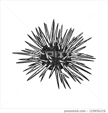 Hand drawn sea urchin. Underwater world. Vector illustration Hand drawn sea urchin. Underwater world. Vector illustration 129956229